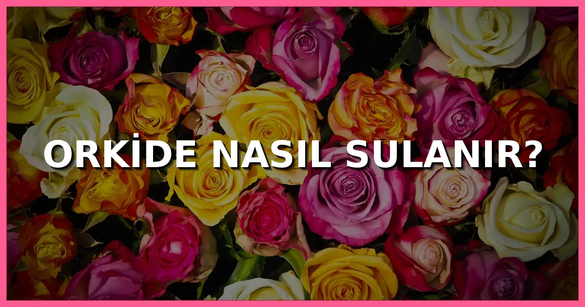 Orkide Nasıl Sulanır?