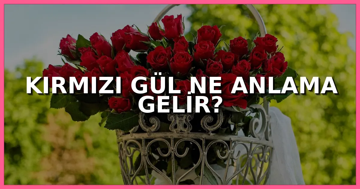 Kırmızı gül ne anlama gelir, kırmızı gül kimlere gönderilir ve aşkı nasıl ifade eder