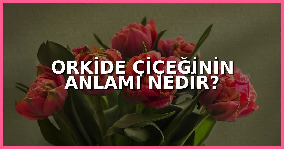 Orkide Çiçeğinin Anlamı Nedir? | Zarafet ve Asaletin Sembolü