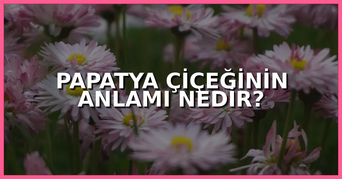 Papatya çiçeğinin anlamı nedir, papatya kimlere gönderilir ve hangi duyguları ifade eder