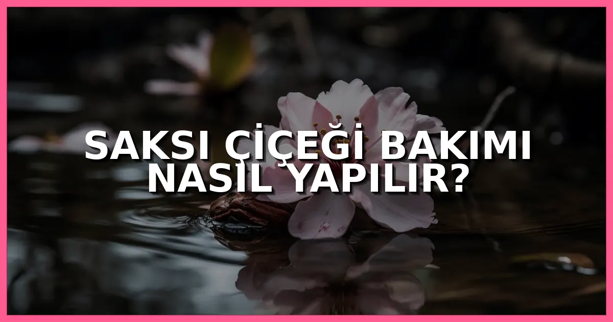 Saksı çiçeği bakımı nasıl yapılır, evde sağlıklı saksı bitkisi yetiştirme rehberi