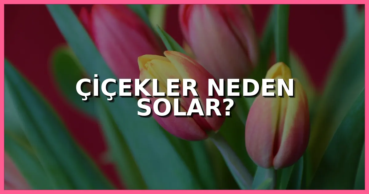Çiçekler neden solar, solan çiçek nasıl kurtarılır ve çiçek solması nasıl önlenir